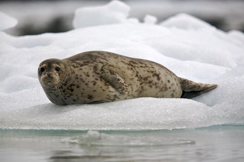 seal on ice floe