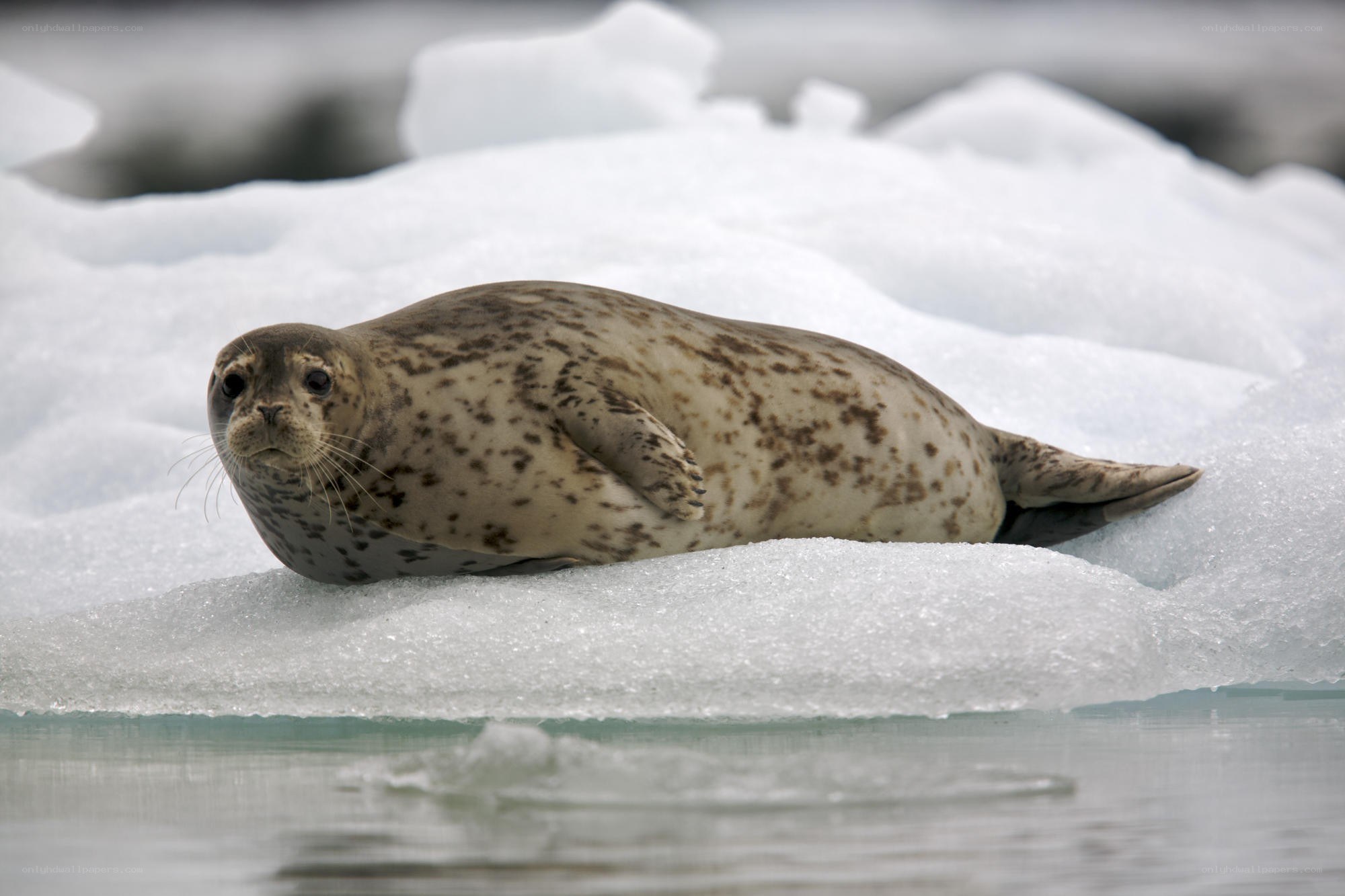 seal on ice floe