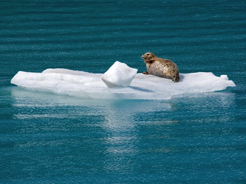 Seal on ice floe