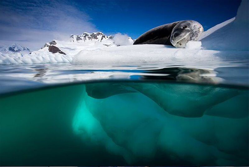 Seal on ice floe
