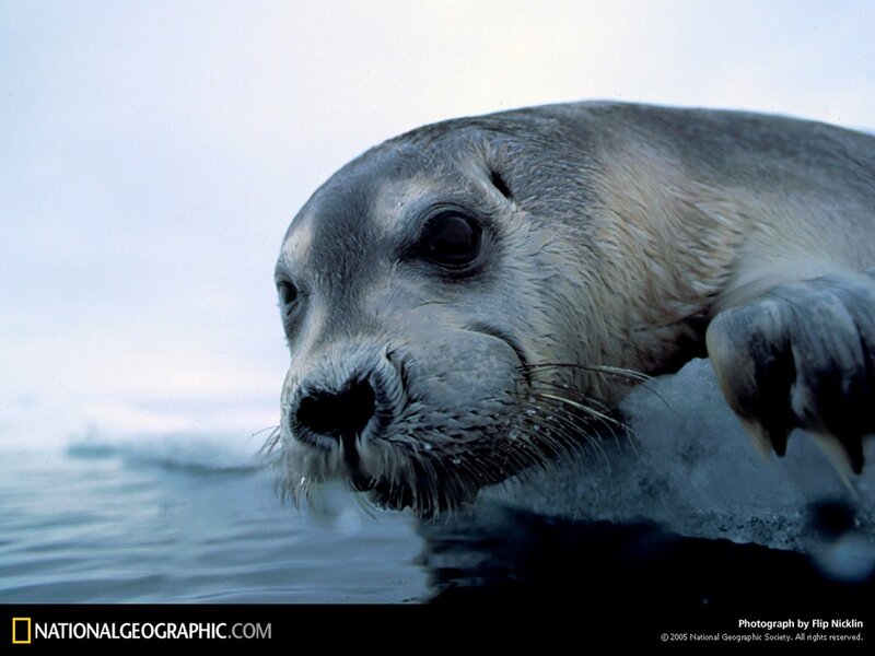 Seal on ice floe