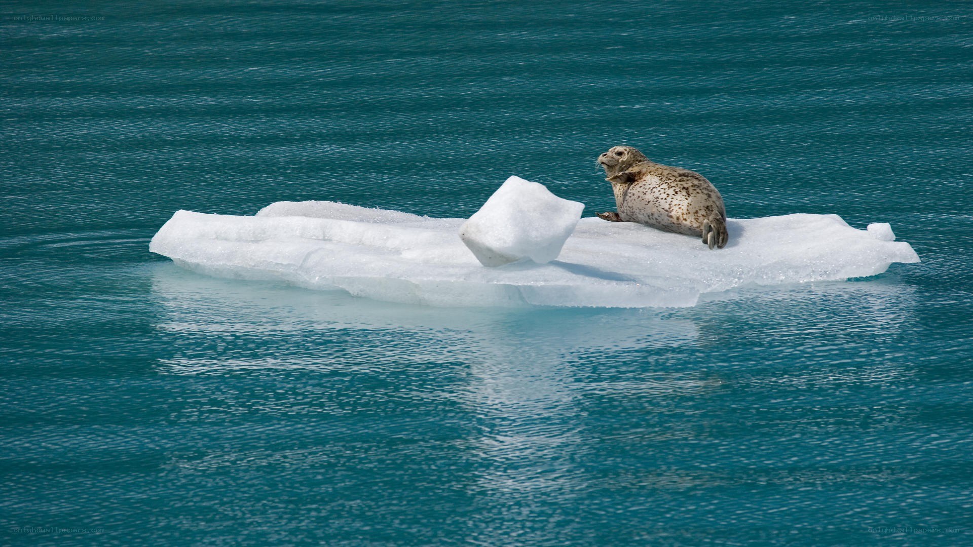 Seal on ice floe