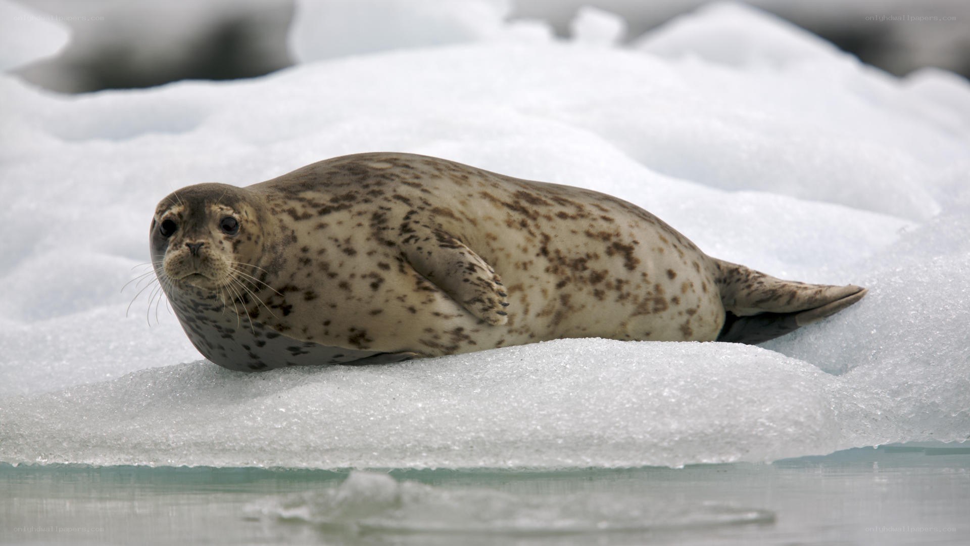seal on ice floe