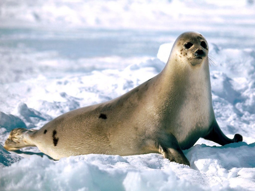seal on ice floe