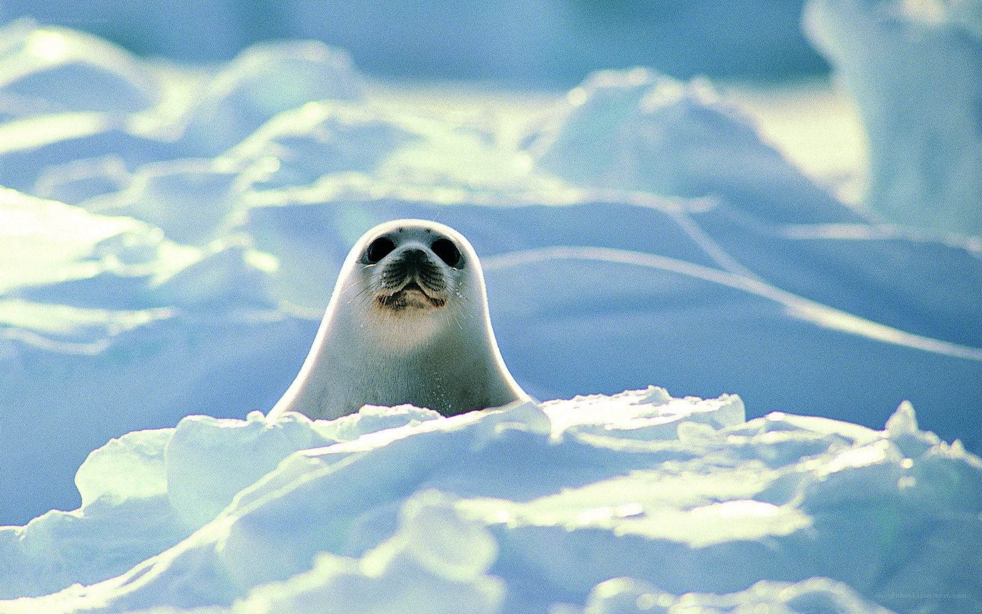 Seal on ice floe