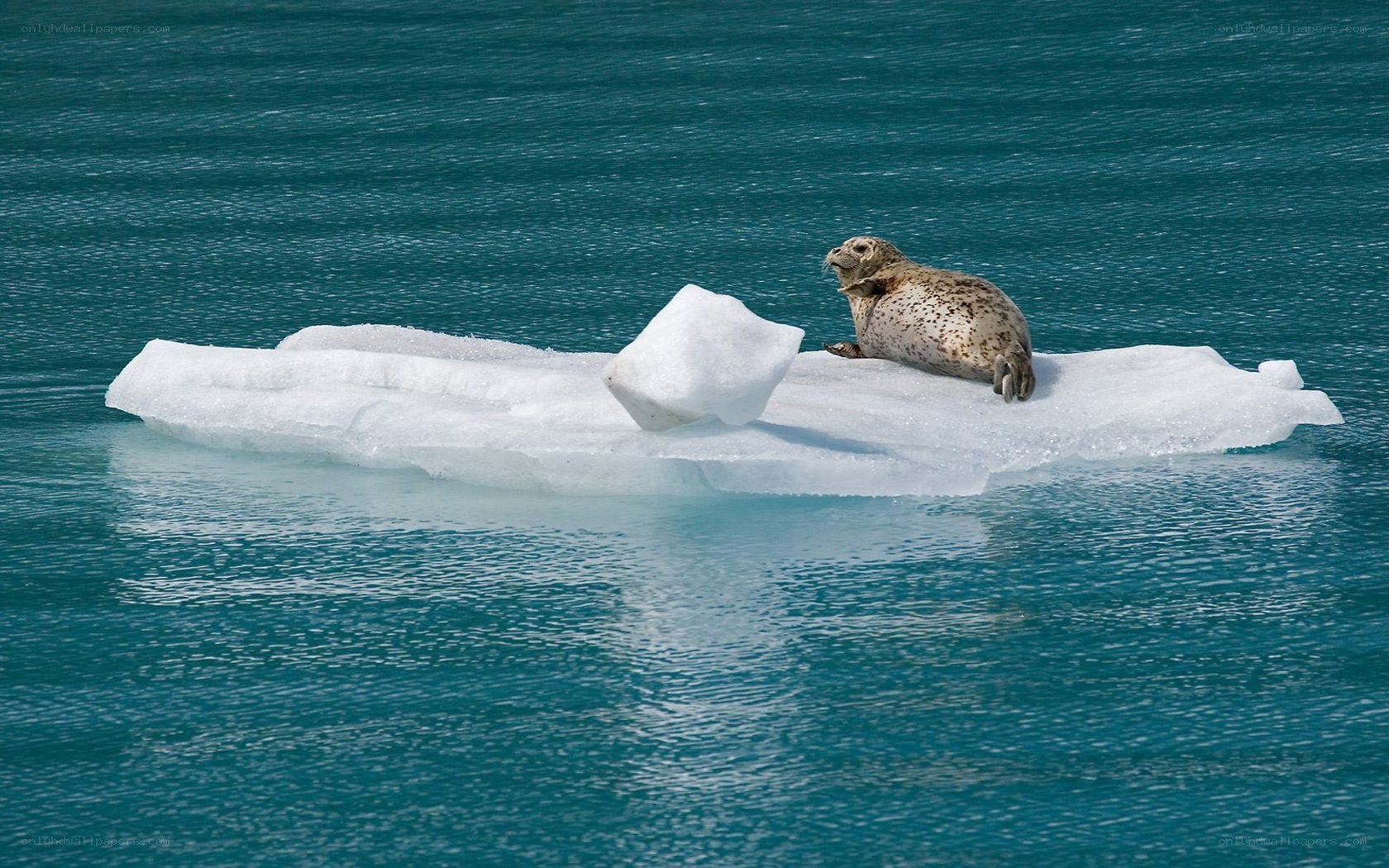 Seal on ice floe
