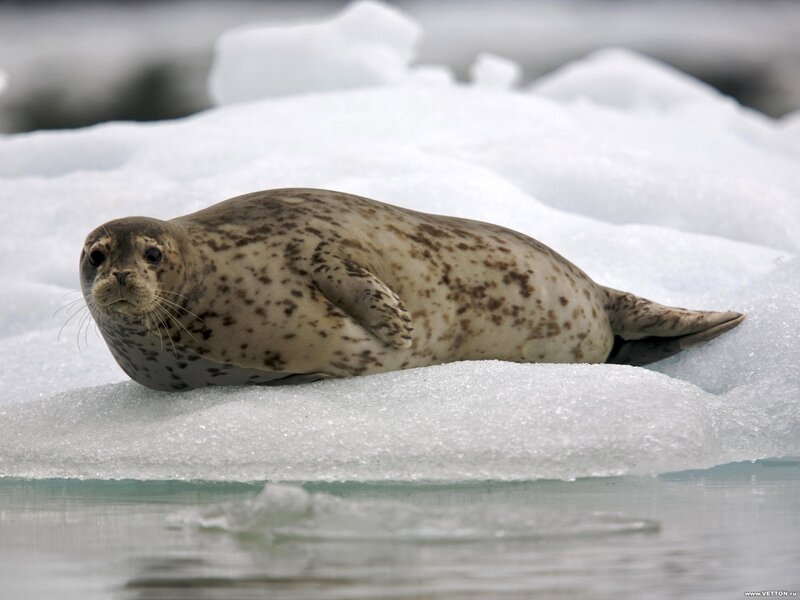 seal on ice floe