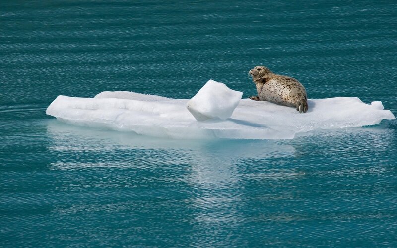 Seal on Ice Floe — Blue, Calm, Photograph