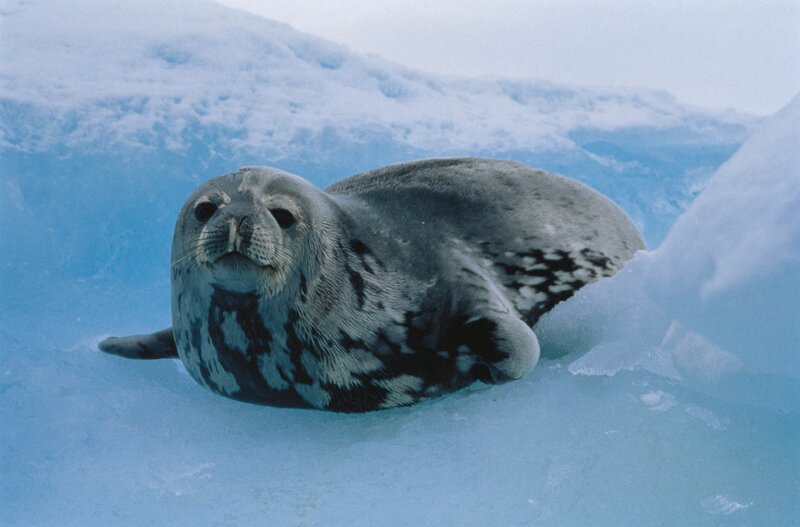 Seal on Ice Floe — Blue, Calm