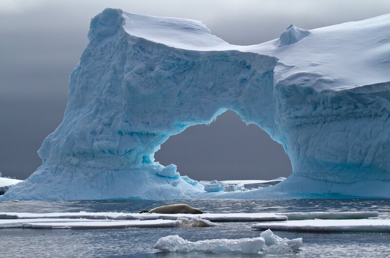 Seal on Ice Floe — Blue, Dramatic, Photograph