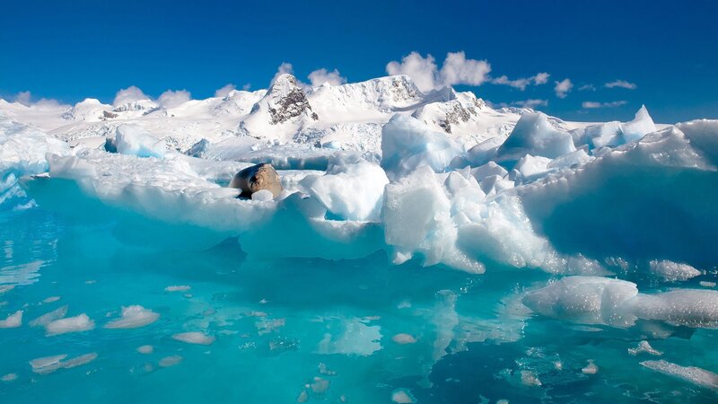 Seal on Ice Floe — Blue, Serene, Afternoon