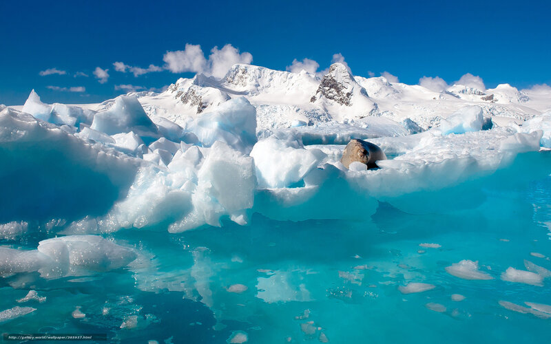 Seal on Ice Floe — Blue, Serene