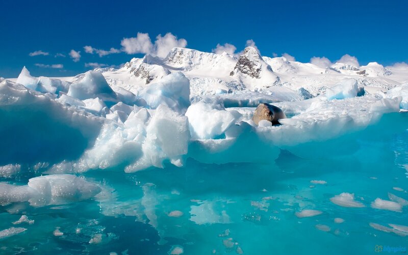 Seal on Ice Floe — Blue