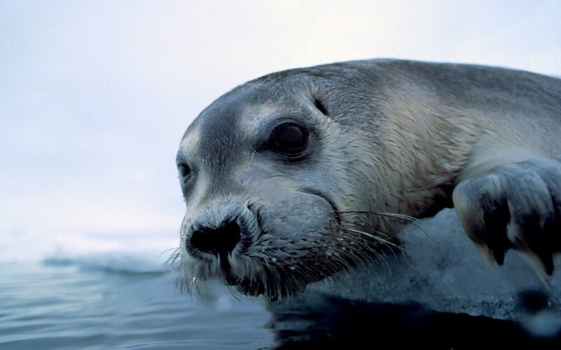 Seal on Ice Floe — Gray