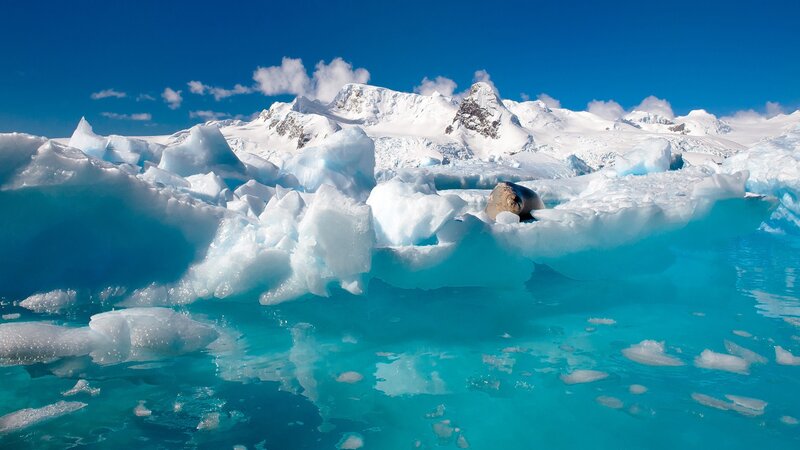 Seal on ice floe in Antarctica