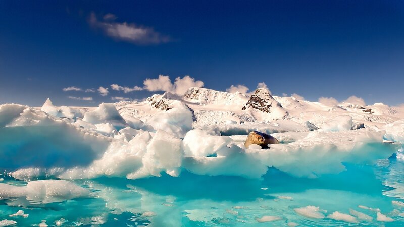 Seal on ice floe in Antarctica