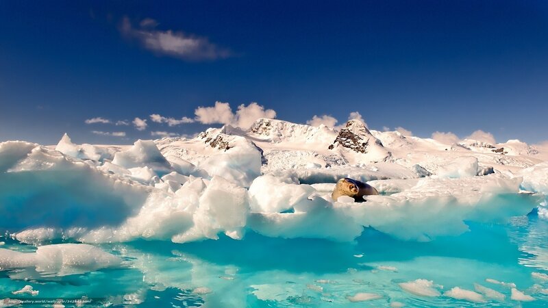 Seal on ice floe in Antarctica