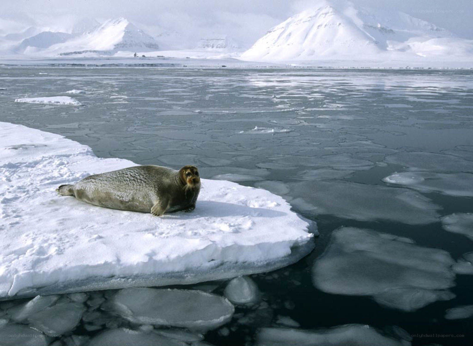 Seal on ice floe in arctic