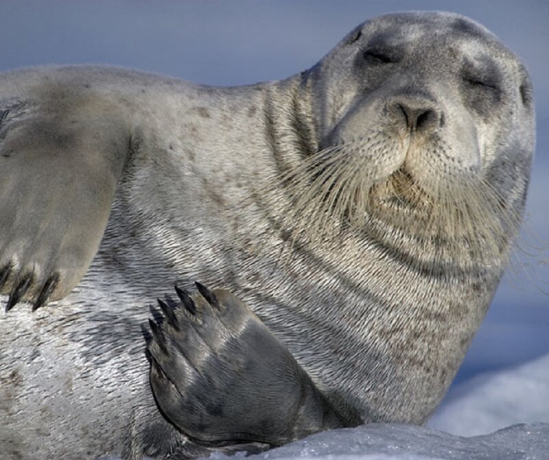 Seal on Ice — Gray