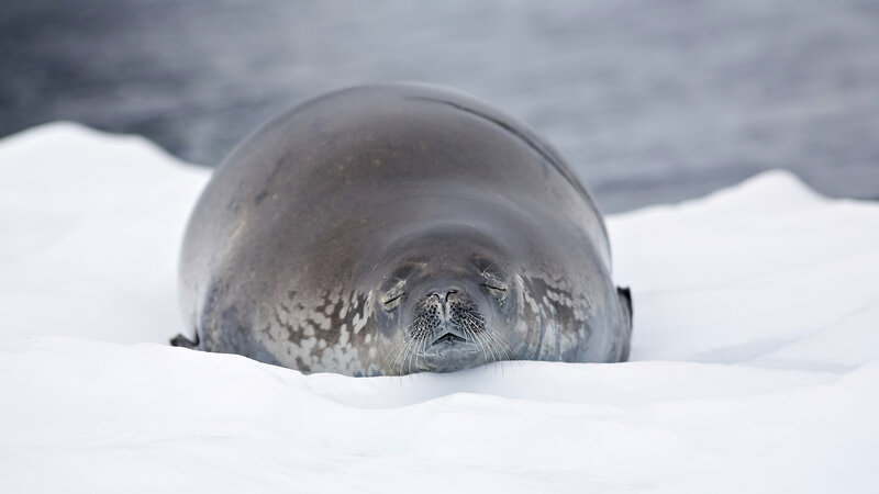 Seal on Ice