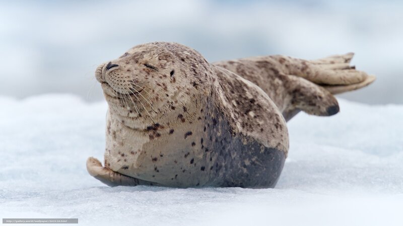 Seal on Ice — White