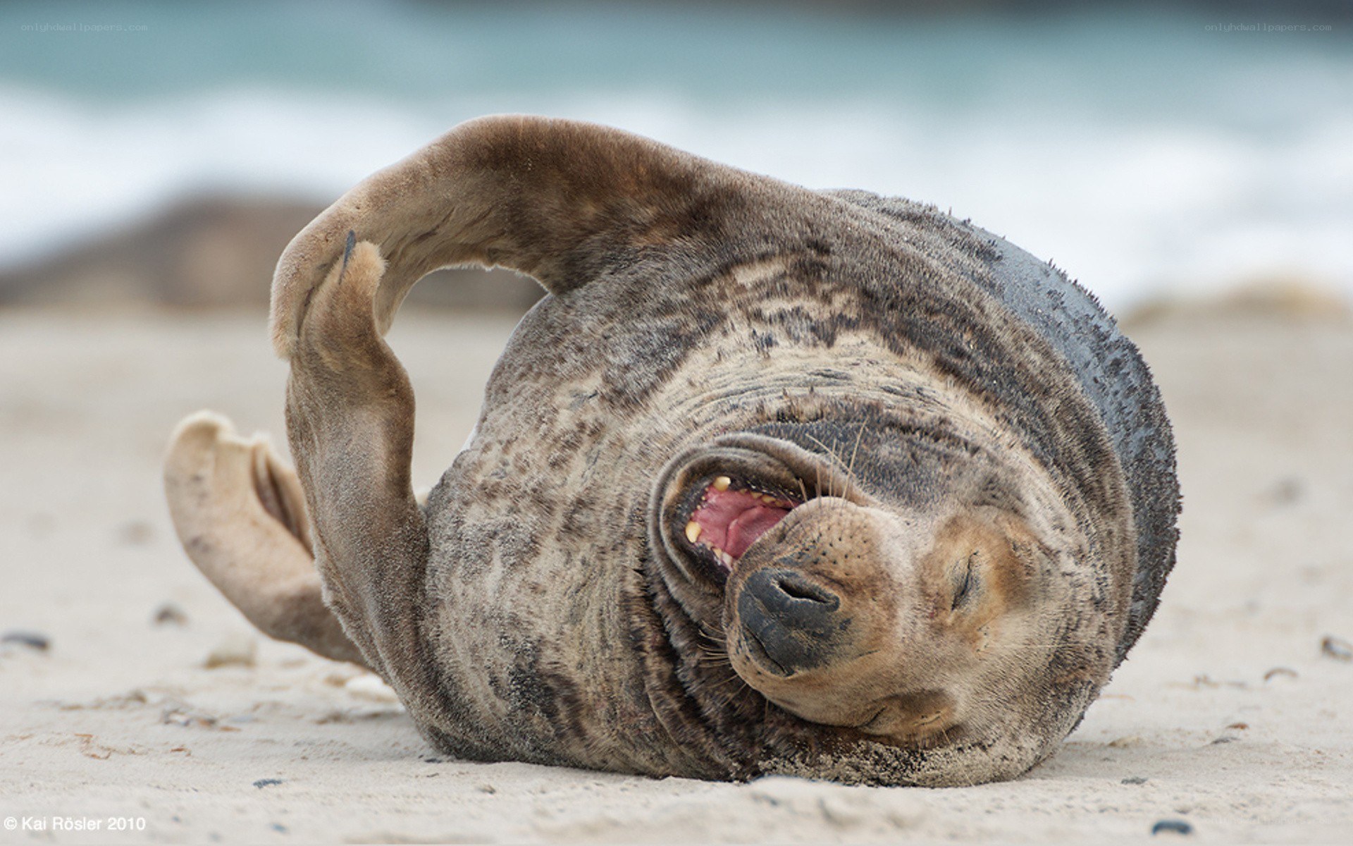 Seal on its back on the beach