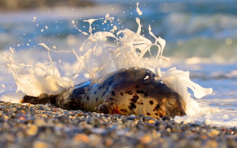 Seal on Pebble Beach