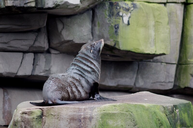 Seal on Rock — Gray