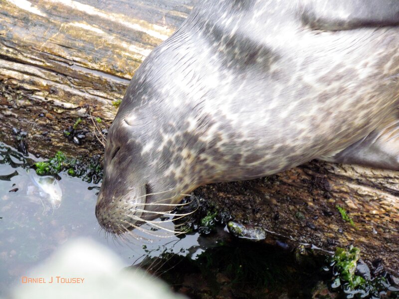 Seal on Rock