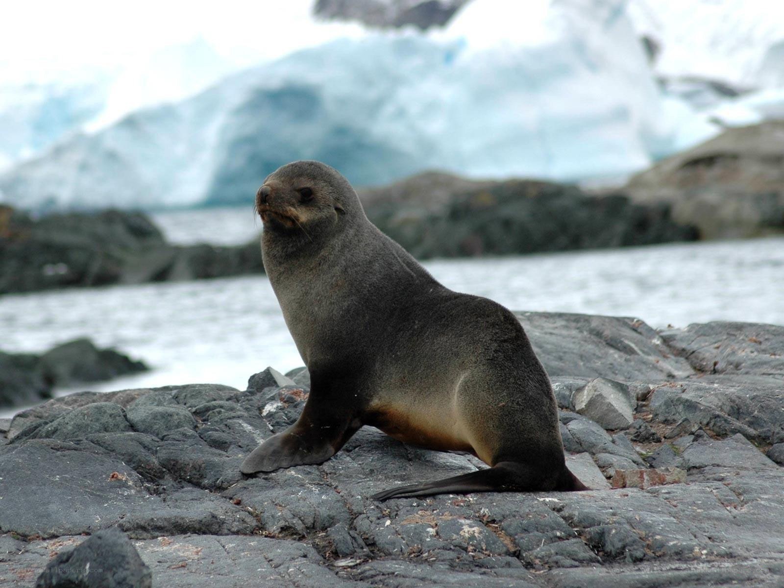 Seal on rocky shore