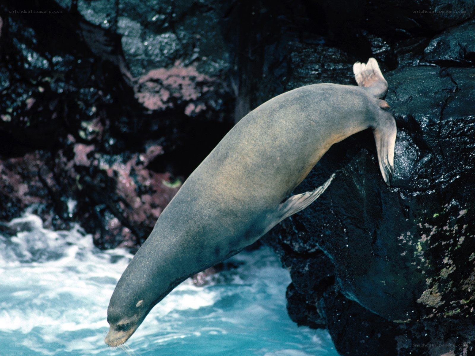 Seal on rocky shore