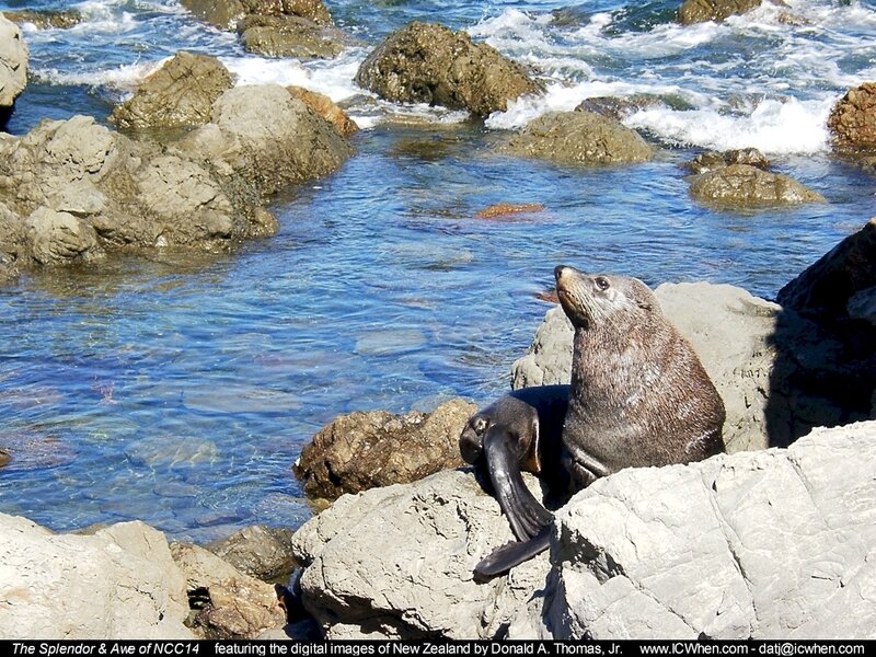 Seal on rocky shore