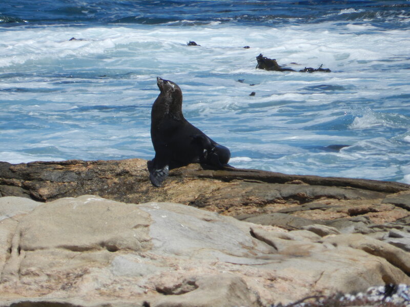 Seal on Rocky Shore — Blue, Natural