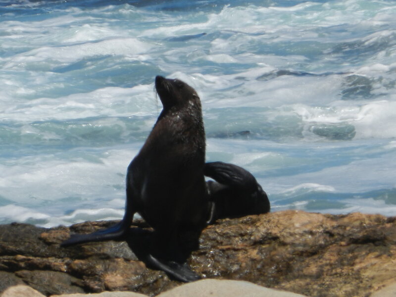 Seal on Rocky Shore — Blue