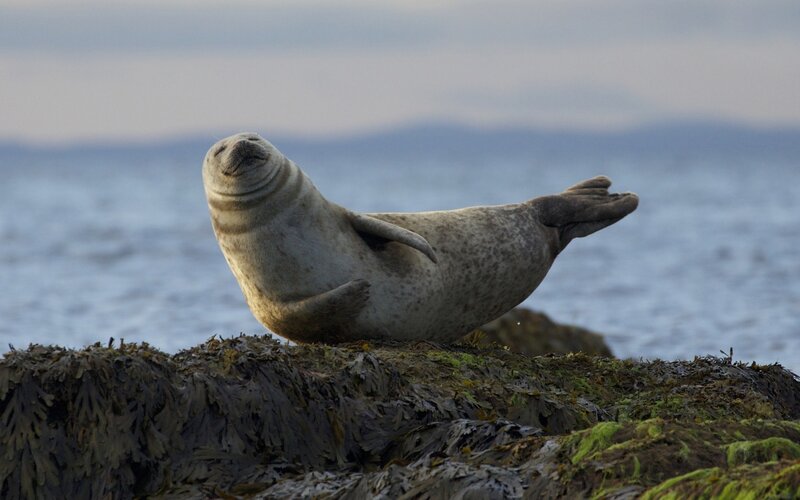 Seal on Rocky Shore — Gray