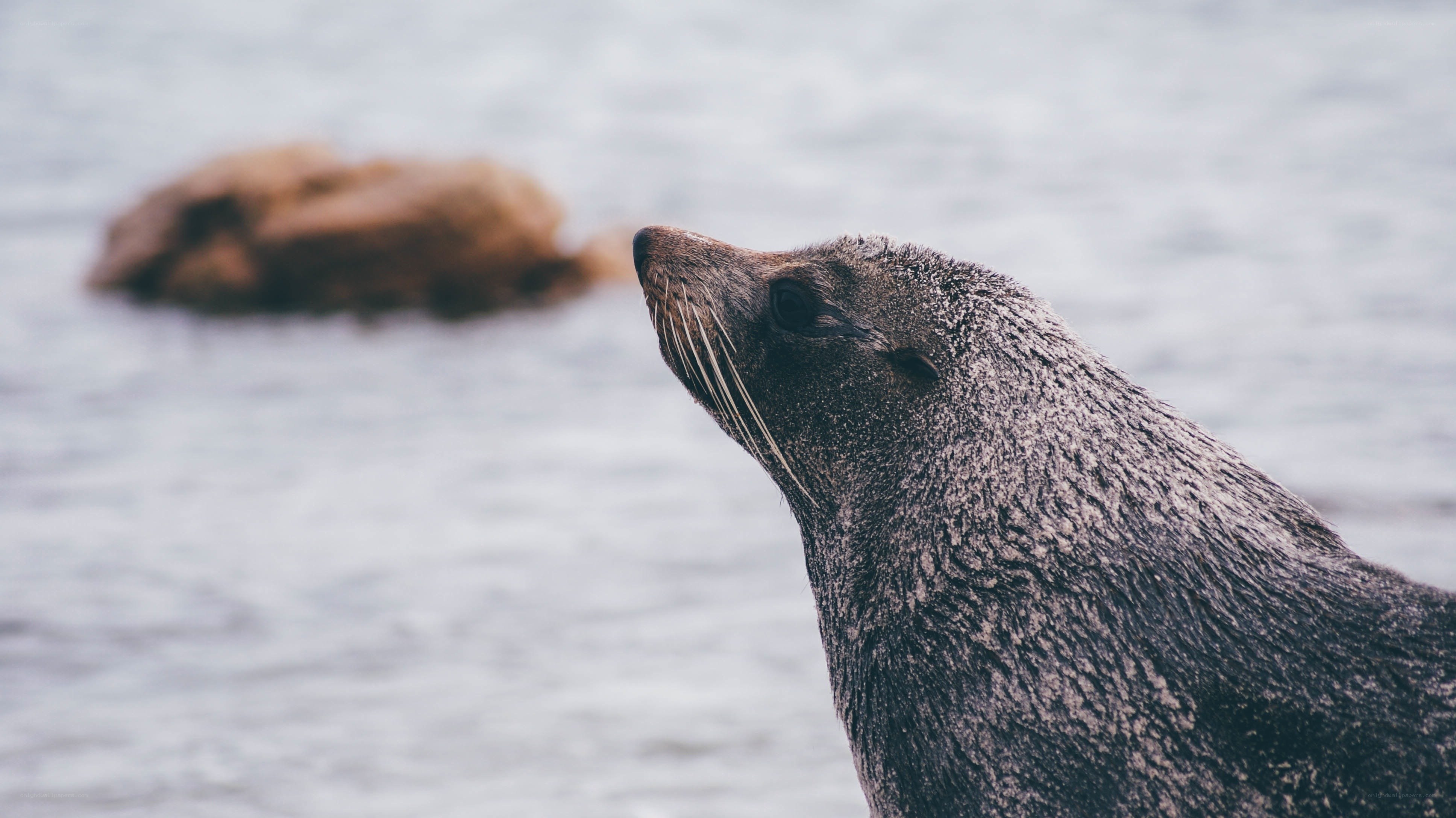 seal on rocky shore