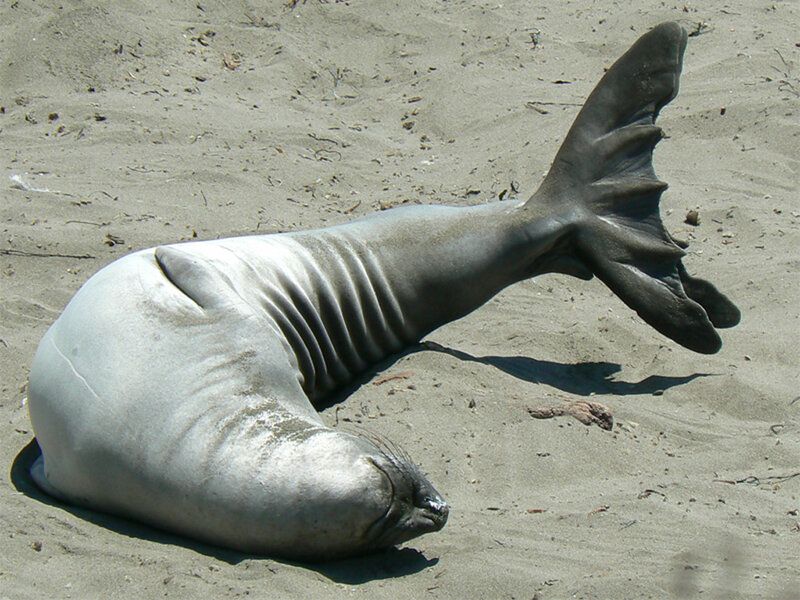 Seal on Sandy Beach — Gray
