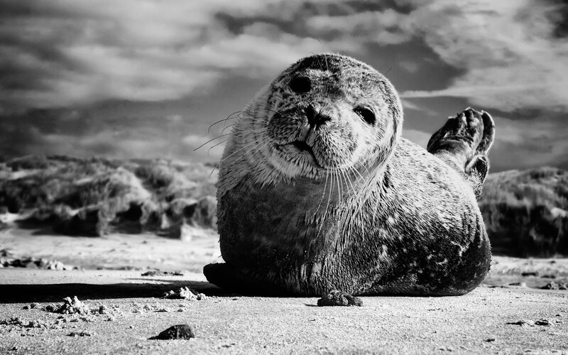 Seal on Sandy Beach