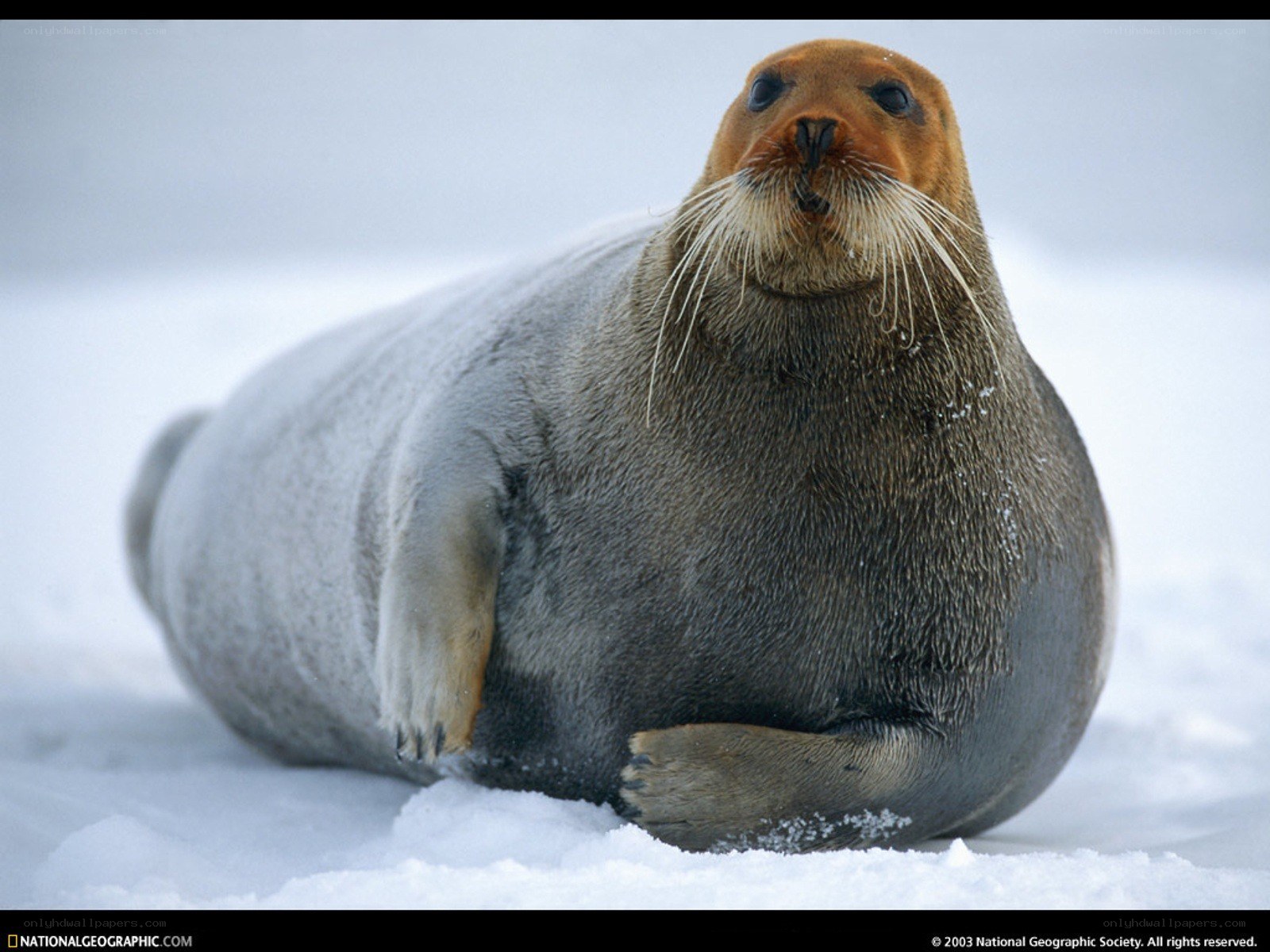Seal on snowy ground