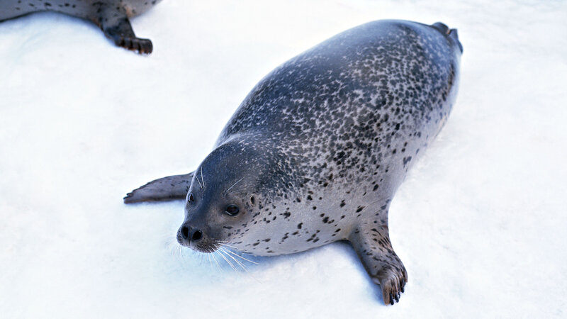 Seal on snowy ice