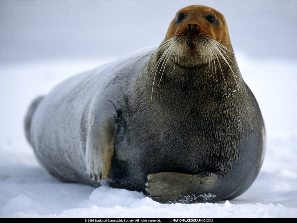 Seal on snowy ice