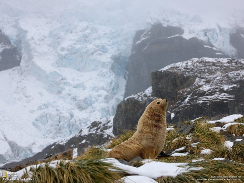 Seal on Snowy Rocks