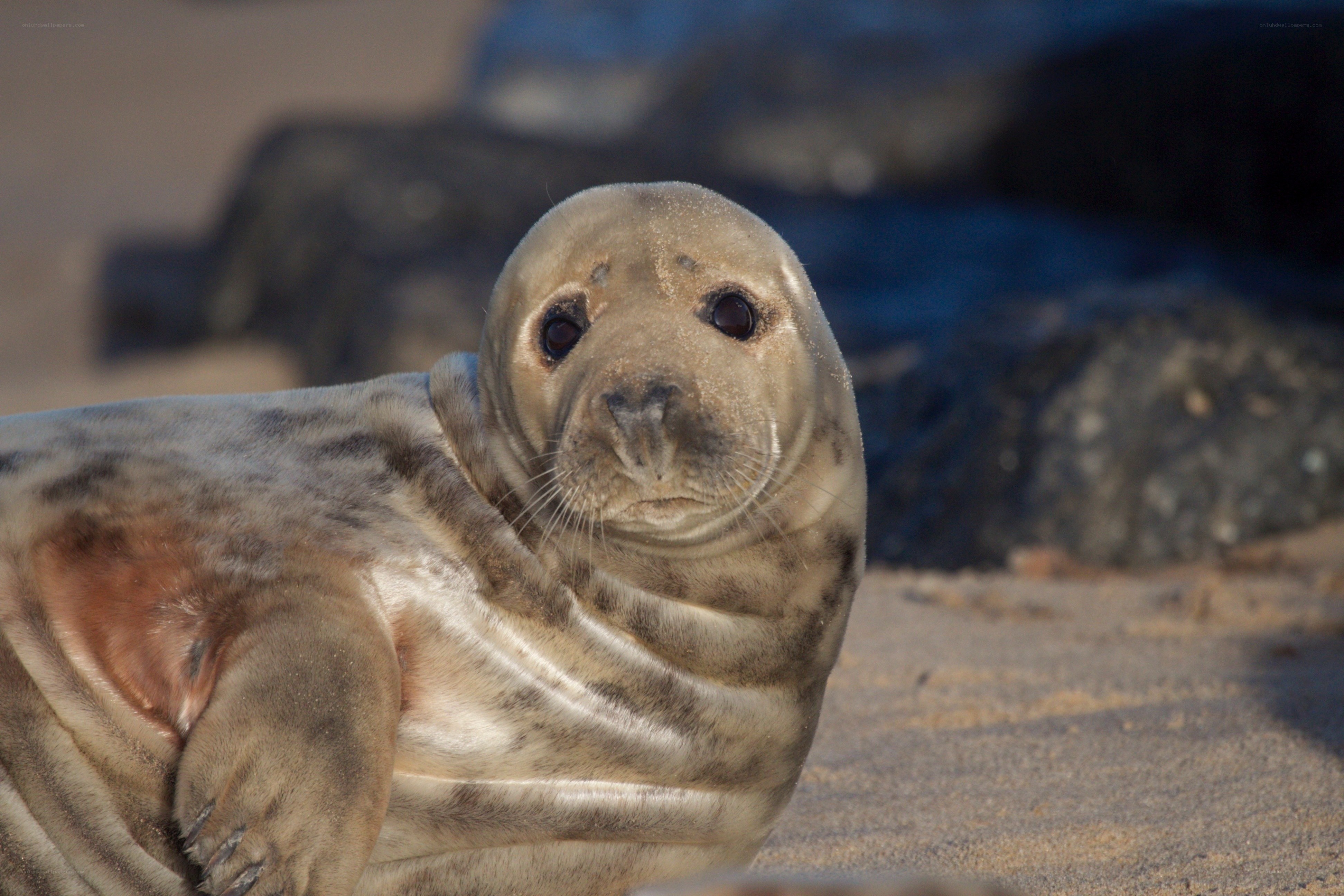 Seal on the beach