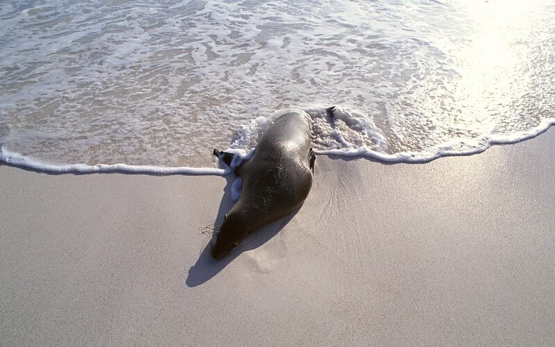 Seal on the beach