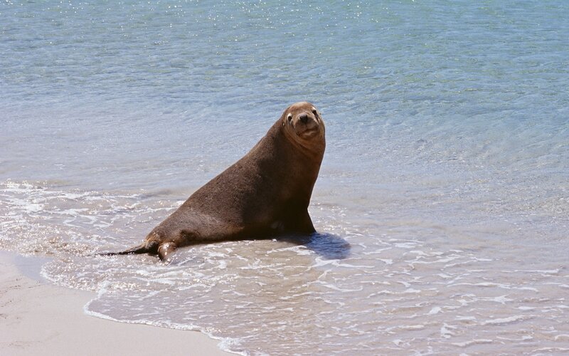 Seal on the beach