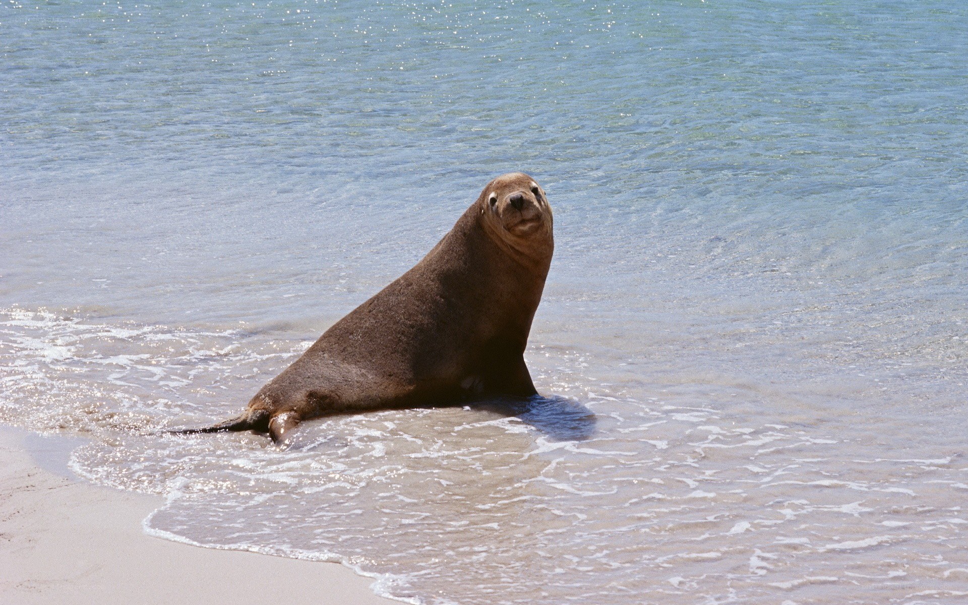 Seal on the beach