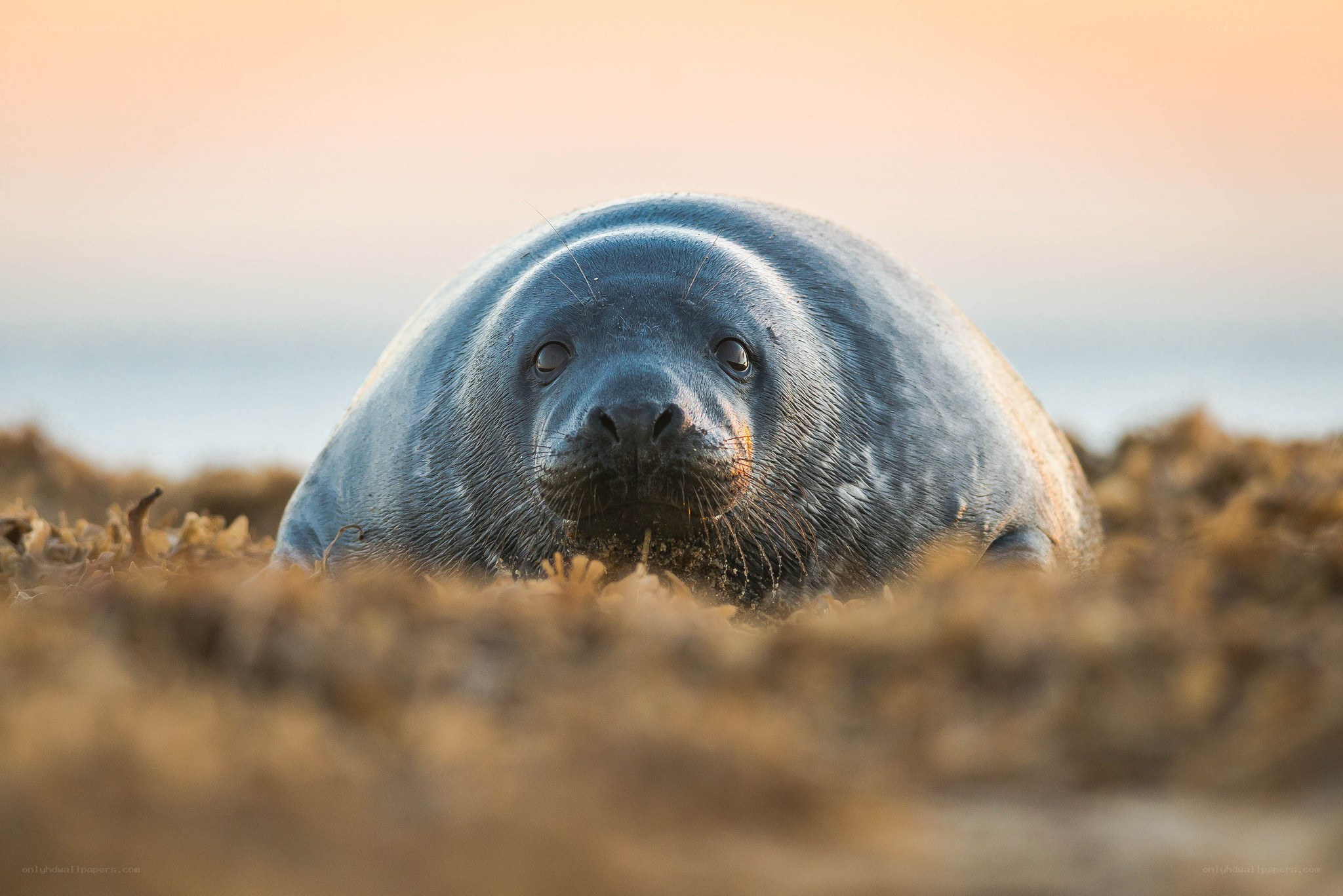 seal on the beach