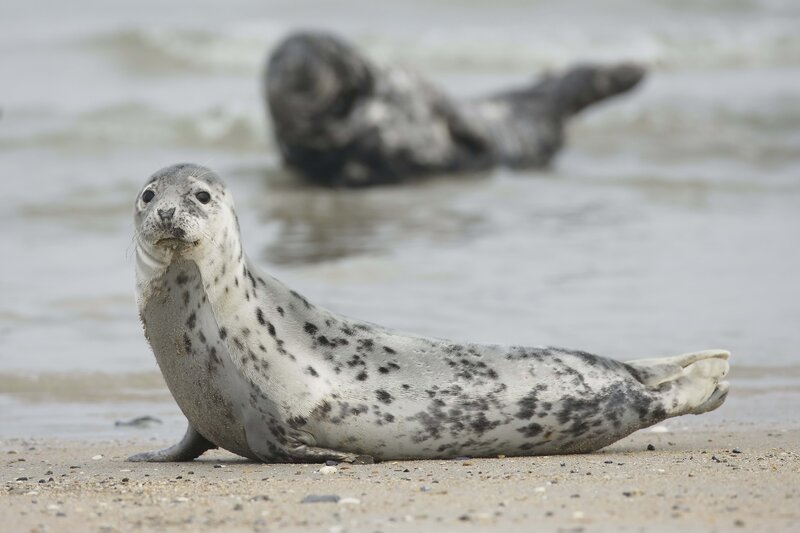 Seal on the beach