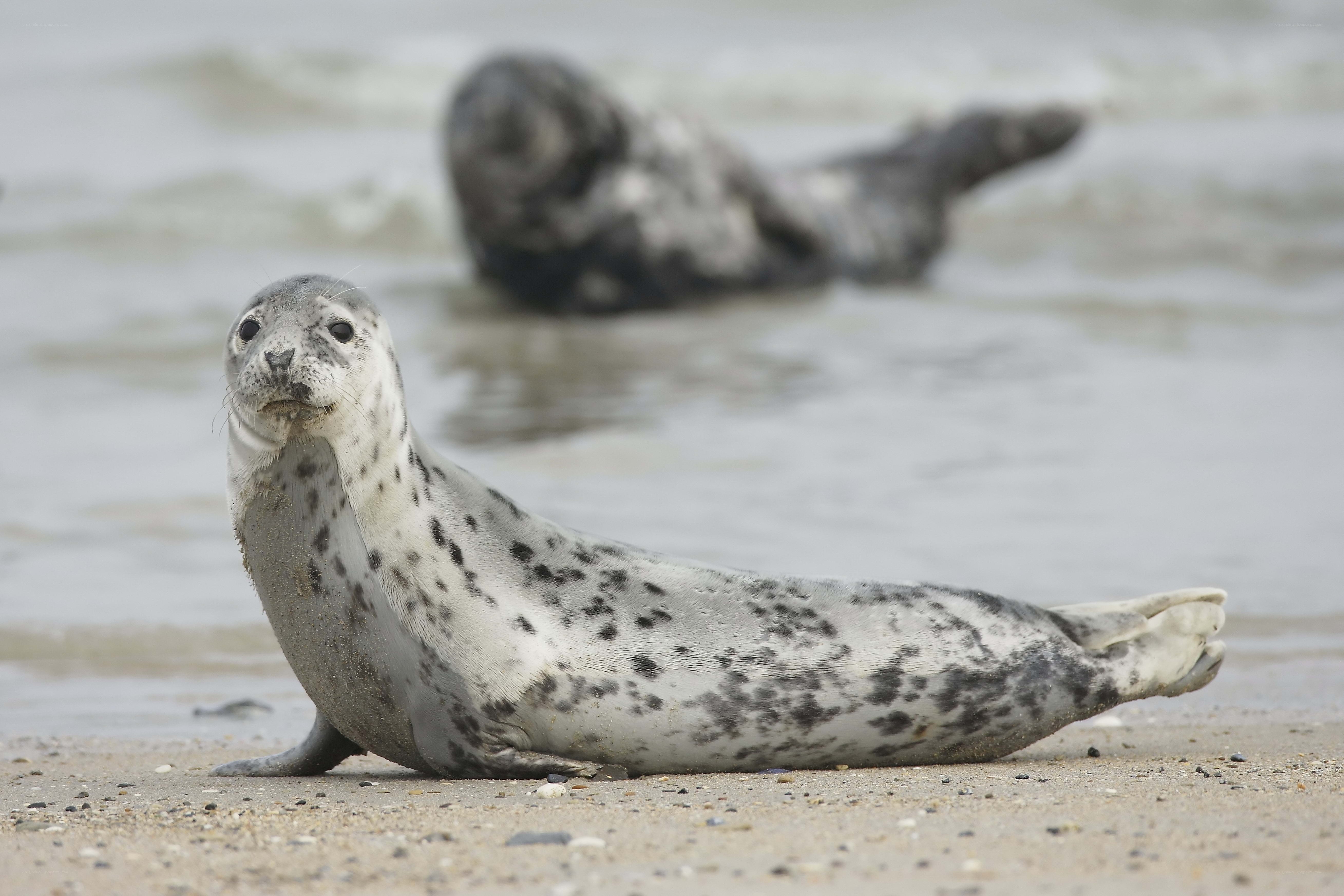 Seal on the beach