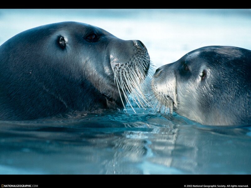 Seal pair in icy water